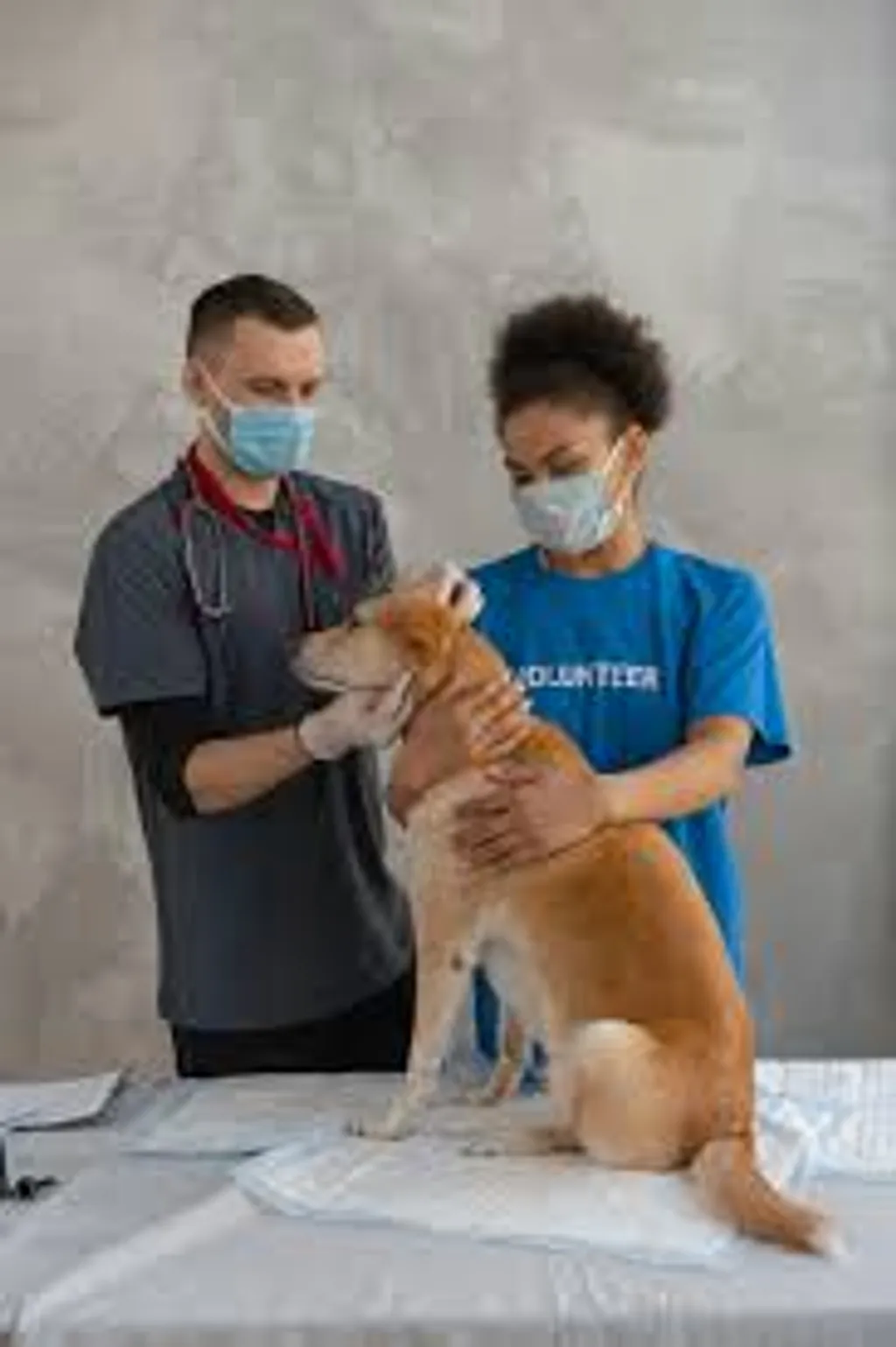 Pet Wellness Guide