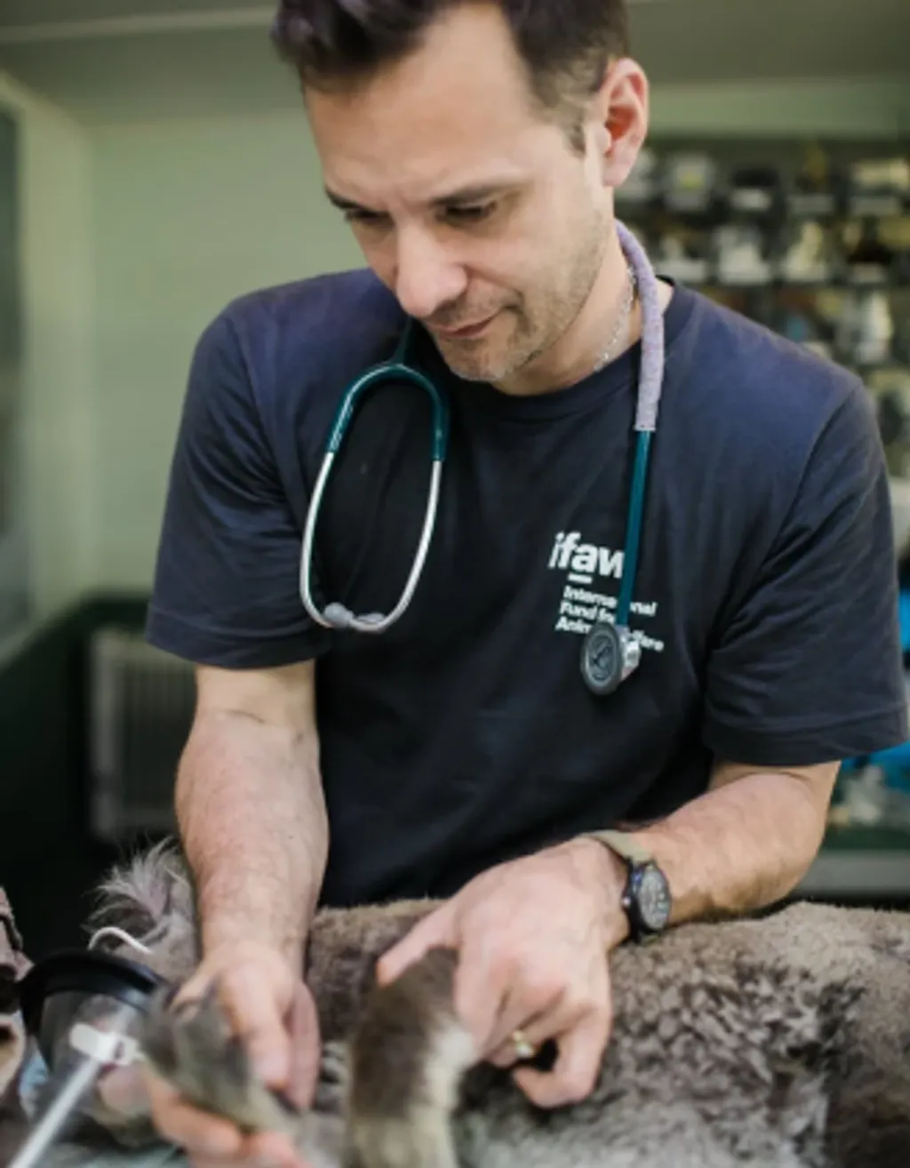 Pet Health Essentials