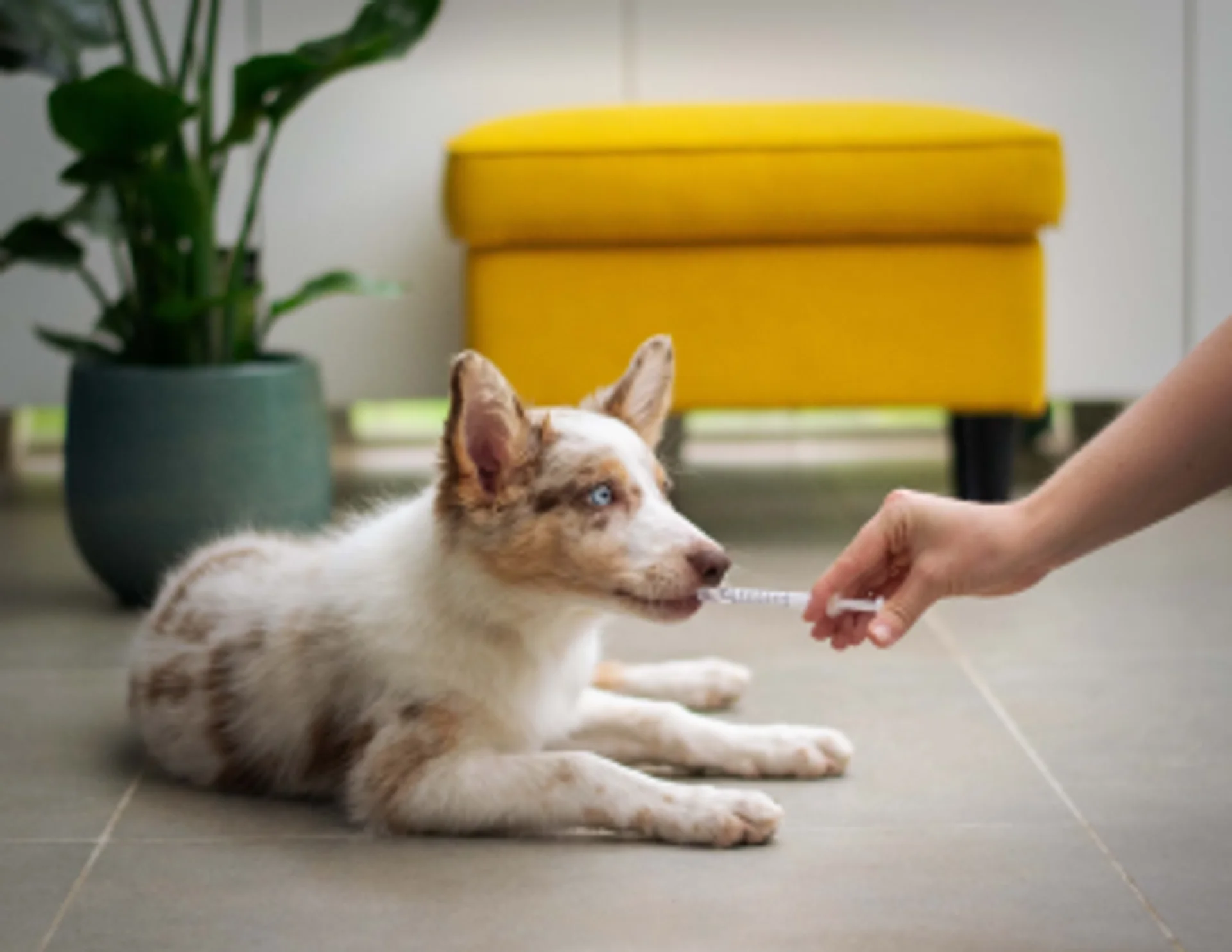 Pet Care Collective
